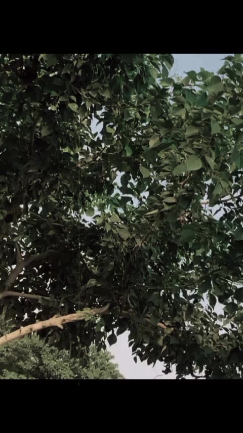 @꧁༒☬☠ 𝐙𝐀𝐈𝐍 ☠︎☬༒꧂