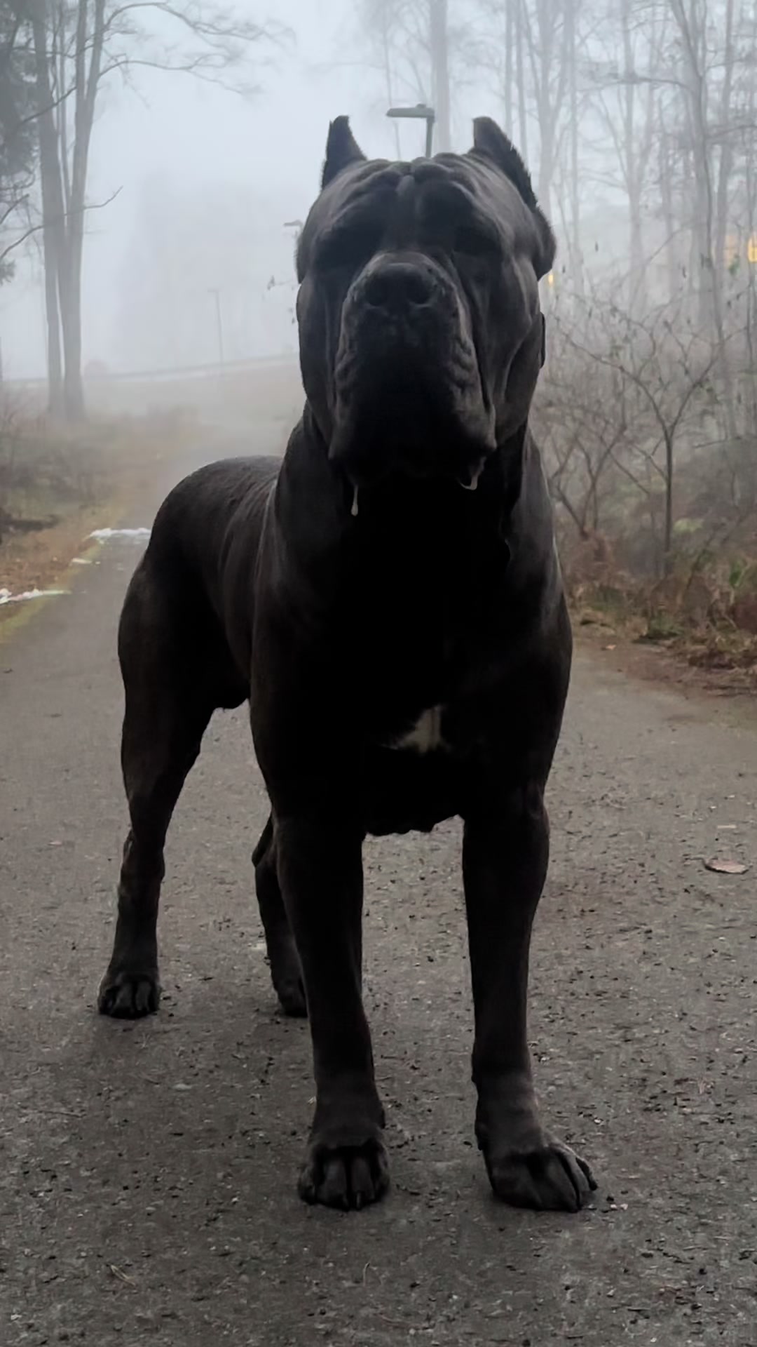 @CaneCorsoAres