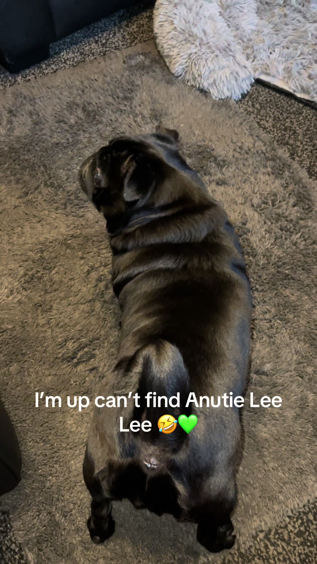 @lulutheboringpug