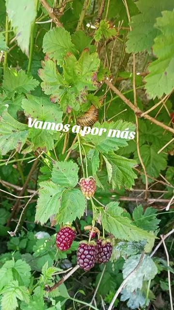 @nieveslarubiagallega