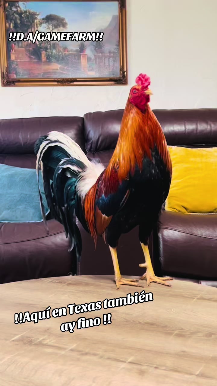 @DAgamefarm