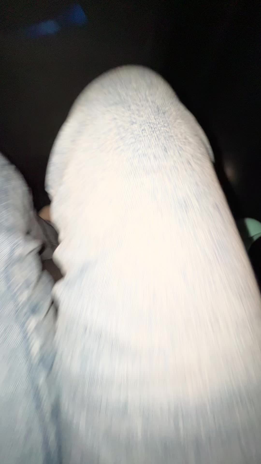 @saga_vsp