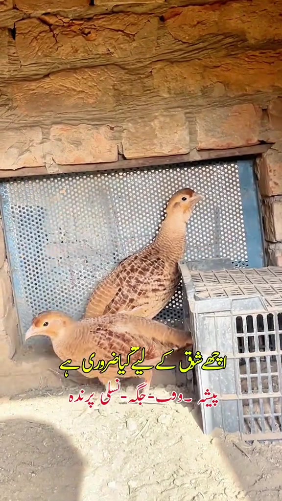 @Rayan Pets Zone