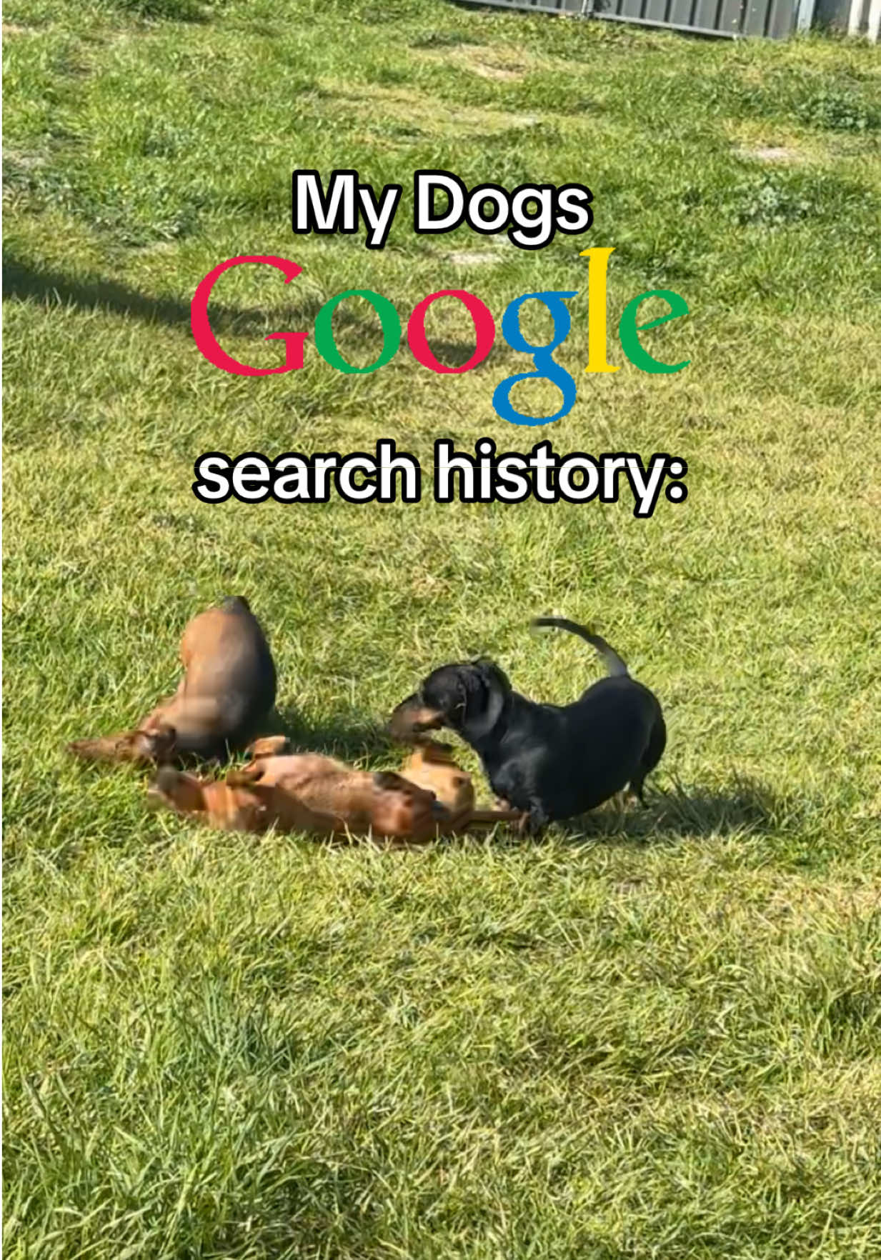 @Von & Her Hounds