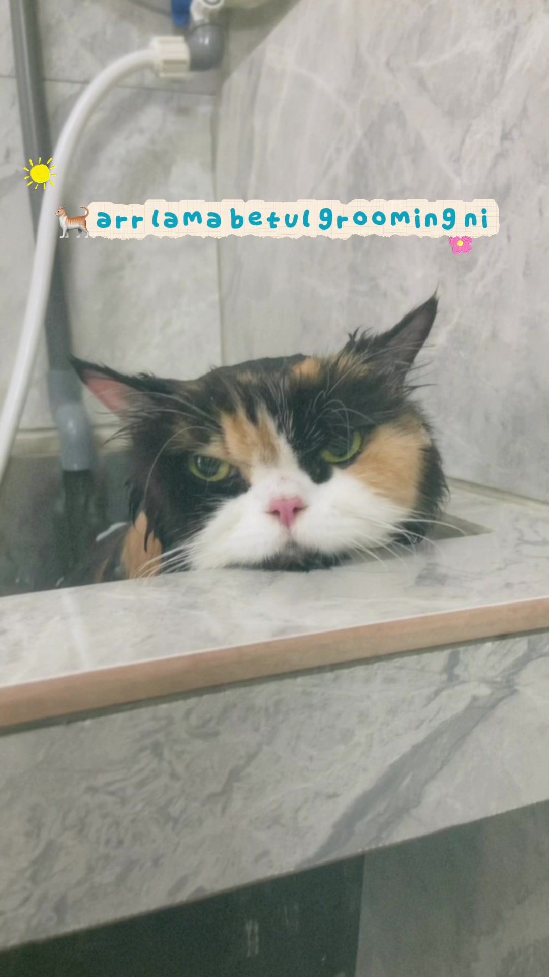 @Anya Pet Shop
