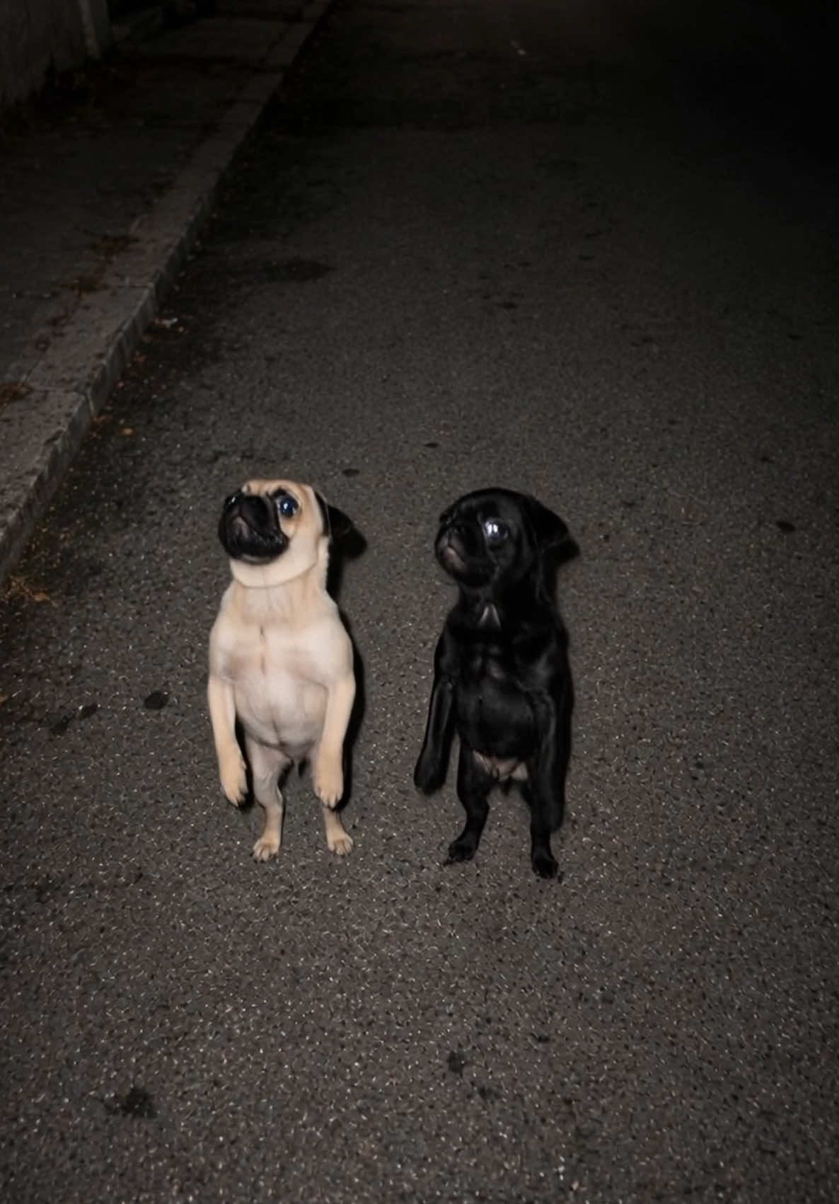 @dogmotion