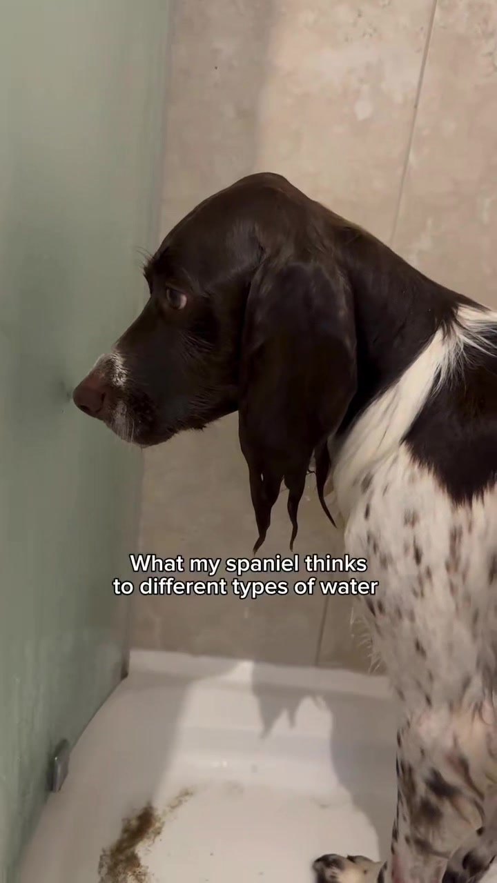 @Jinky Springer Spaniel 🐾 💚