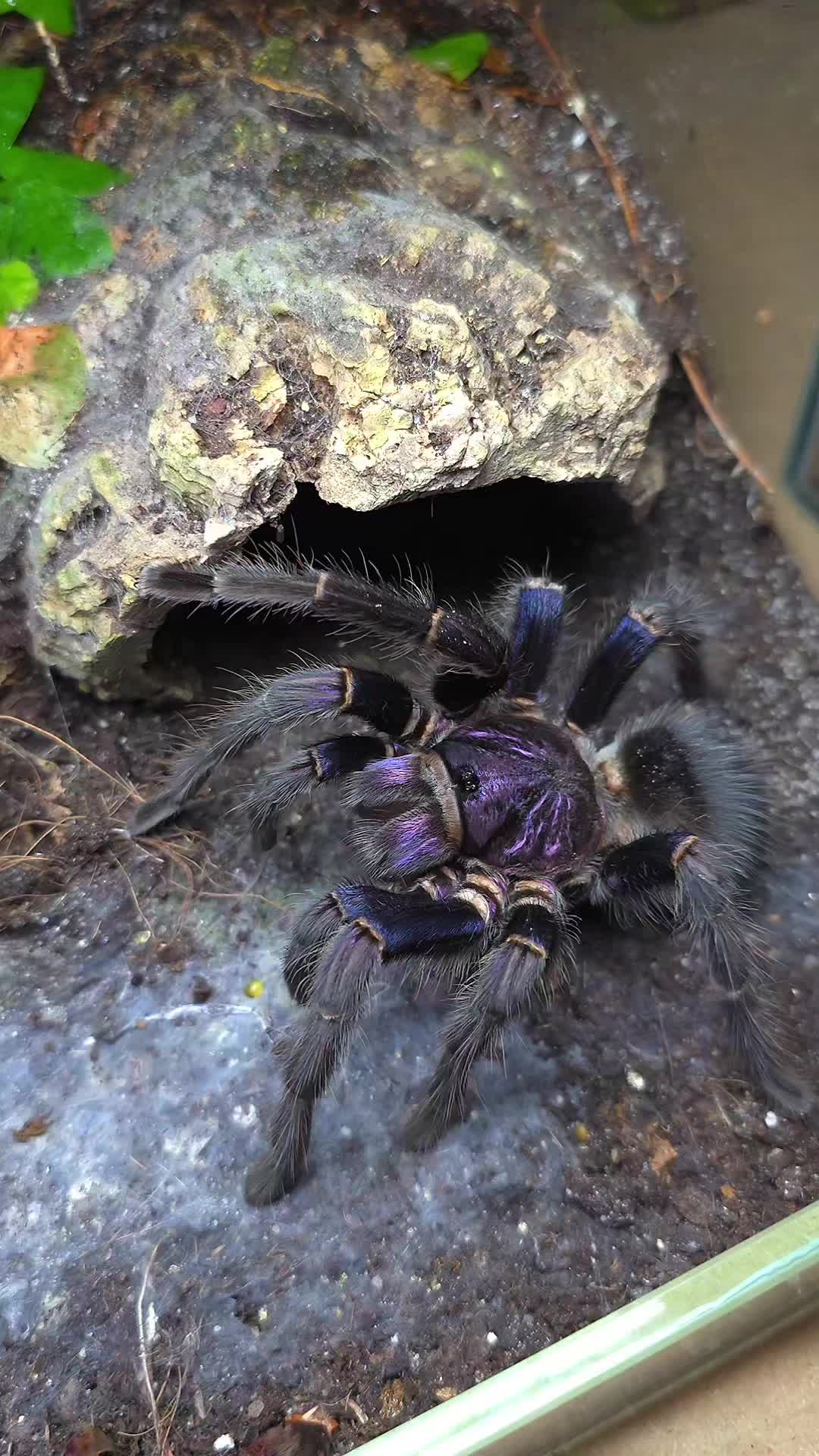 @BugZcave