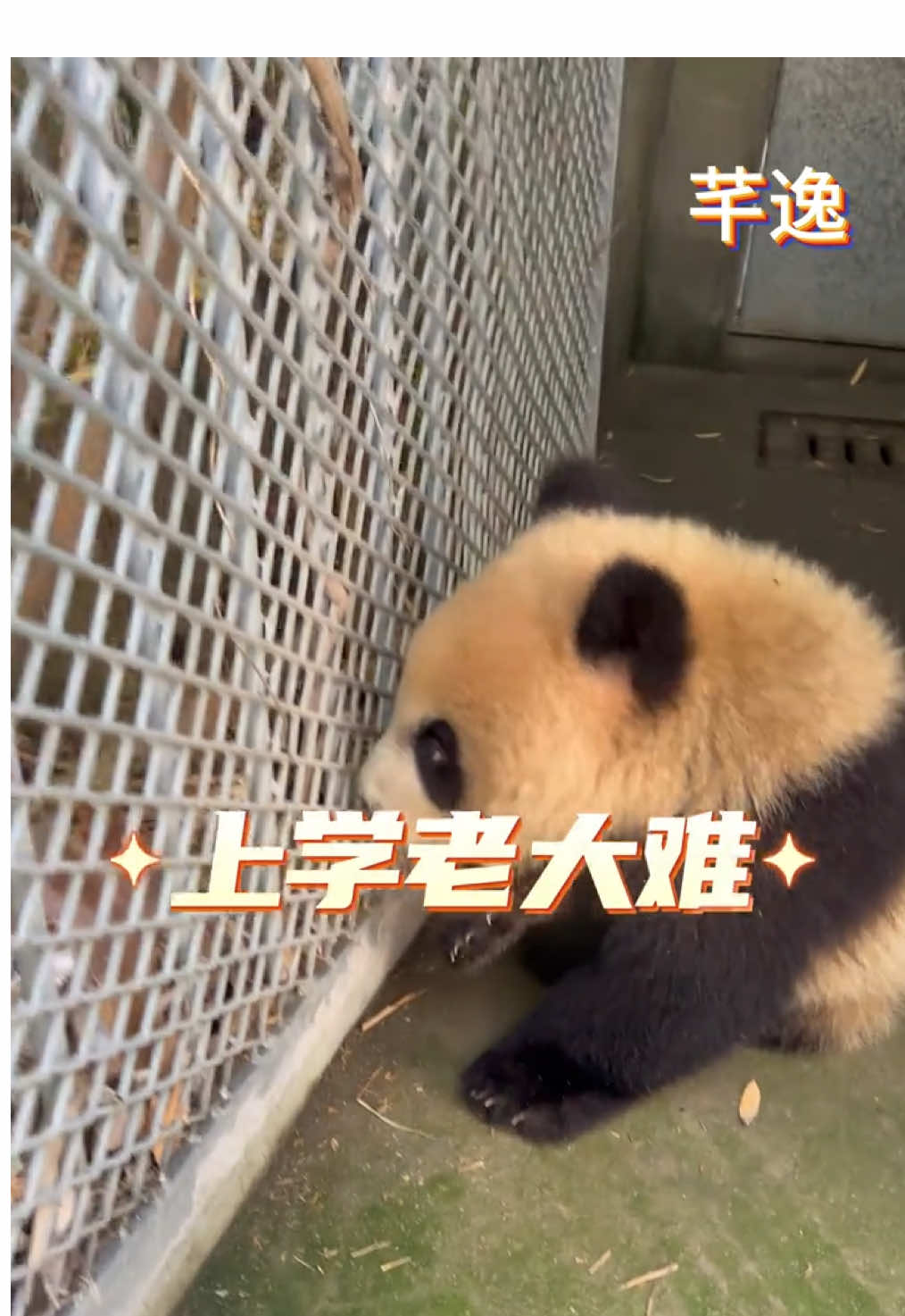 @熊猫妹珠🐼