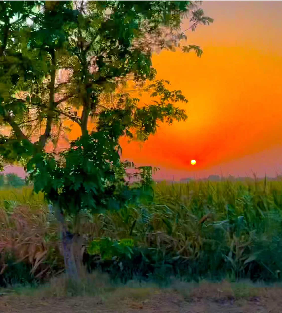 @🌱اویس میئو😎