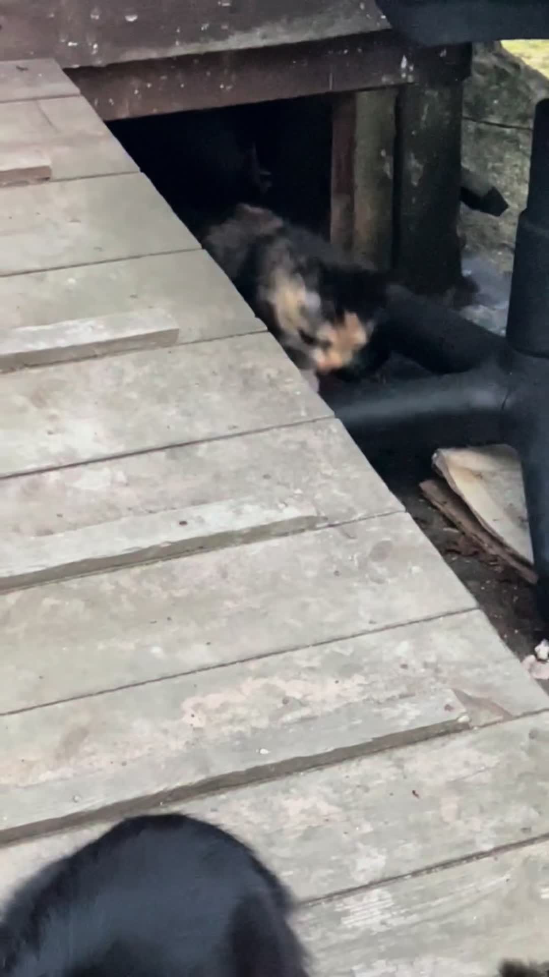 @SeanRescuesAnimals