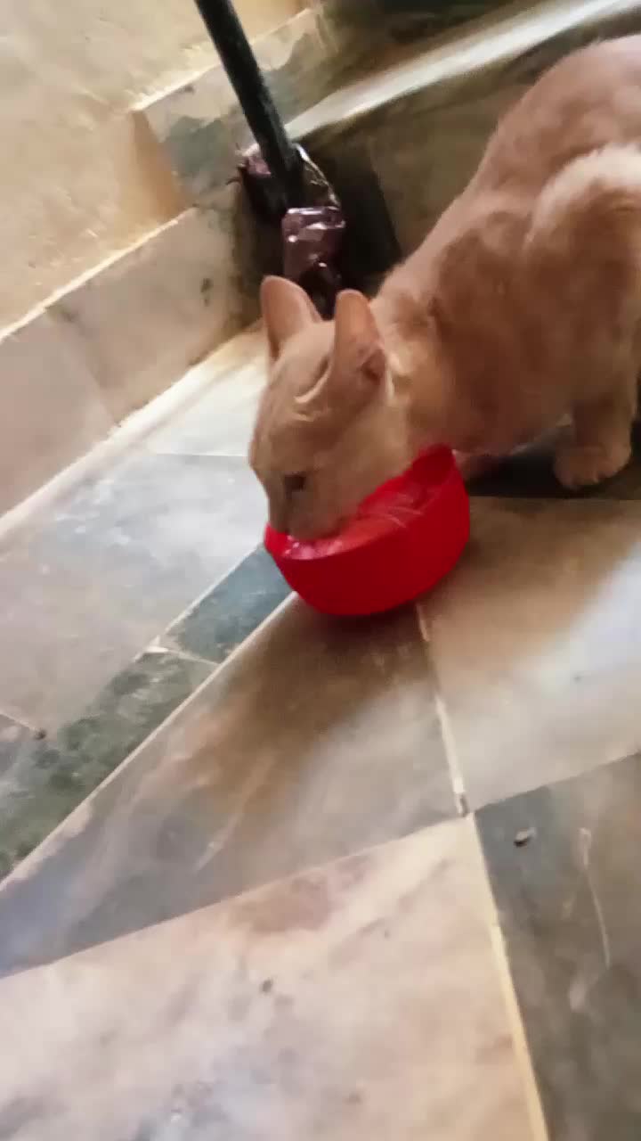 @cutecatlover8172