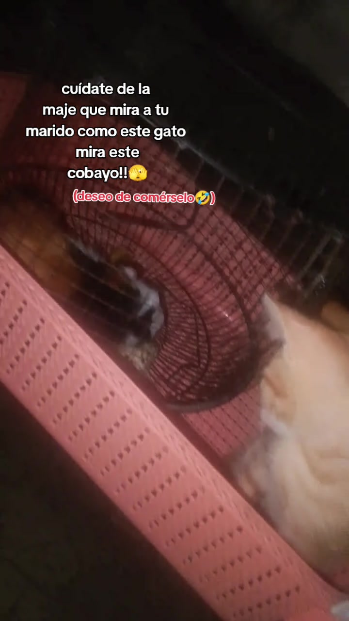 @chica gueguense505