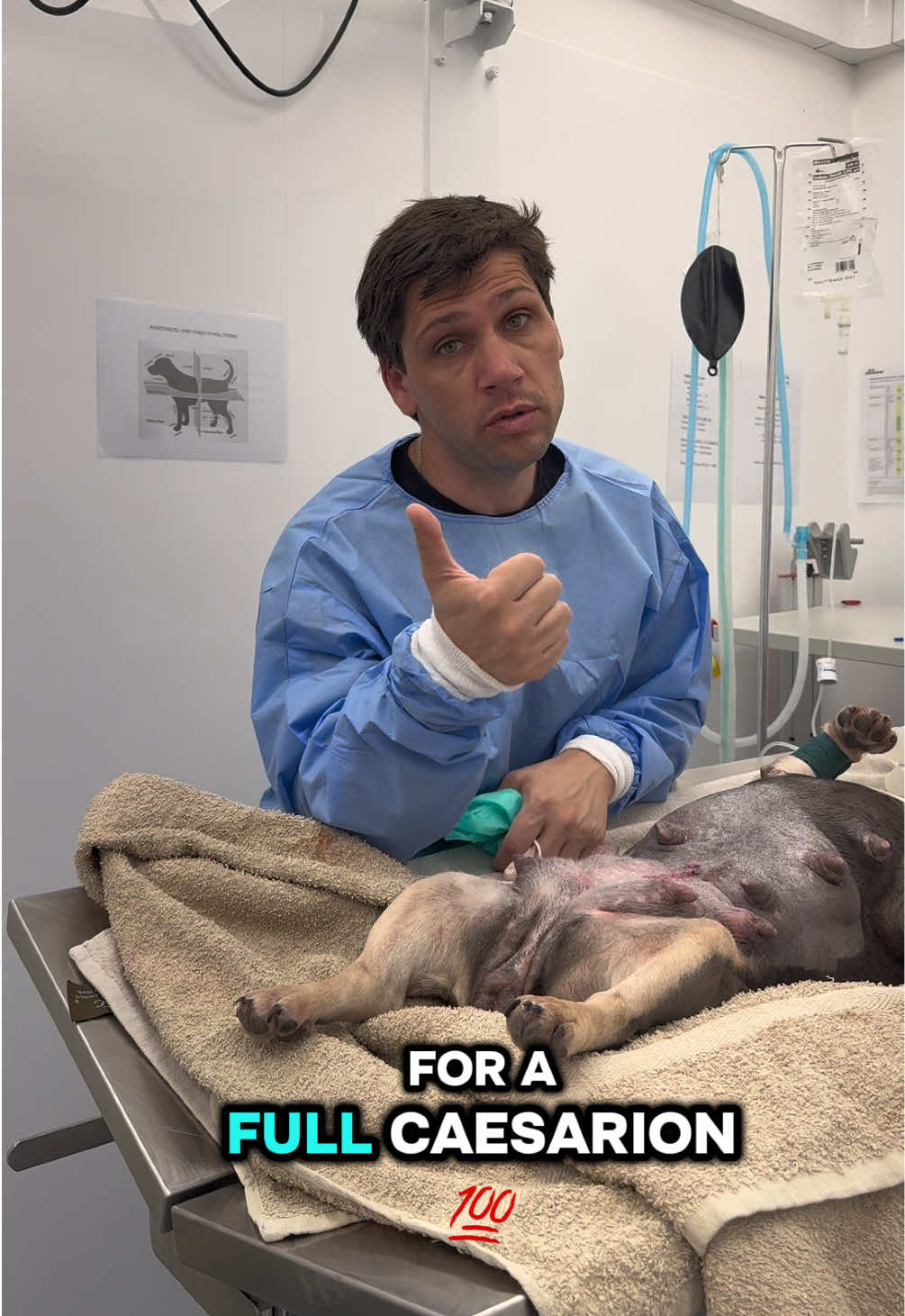 @Tomasthevet