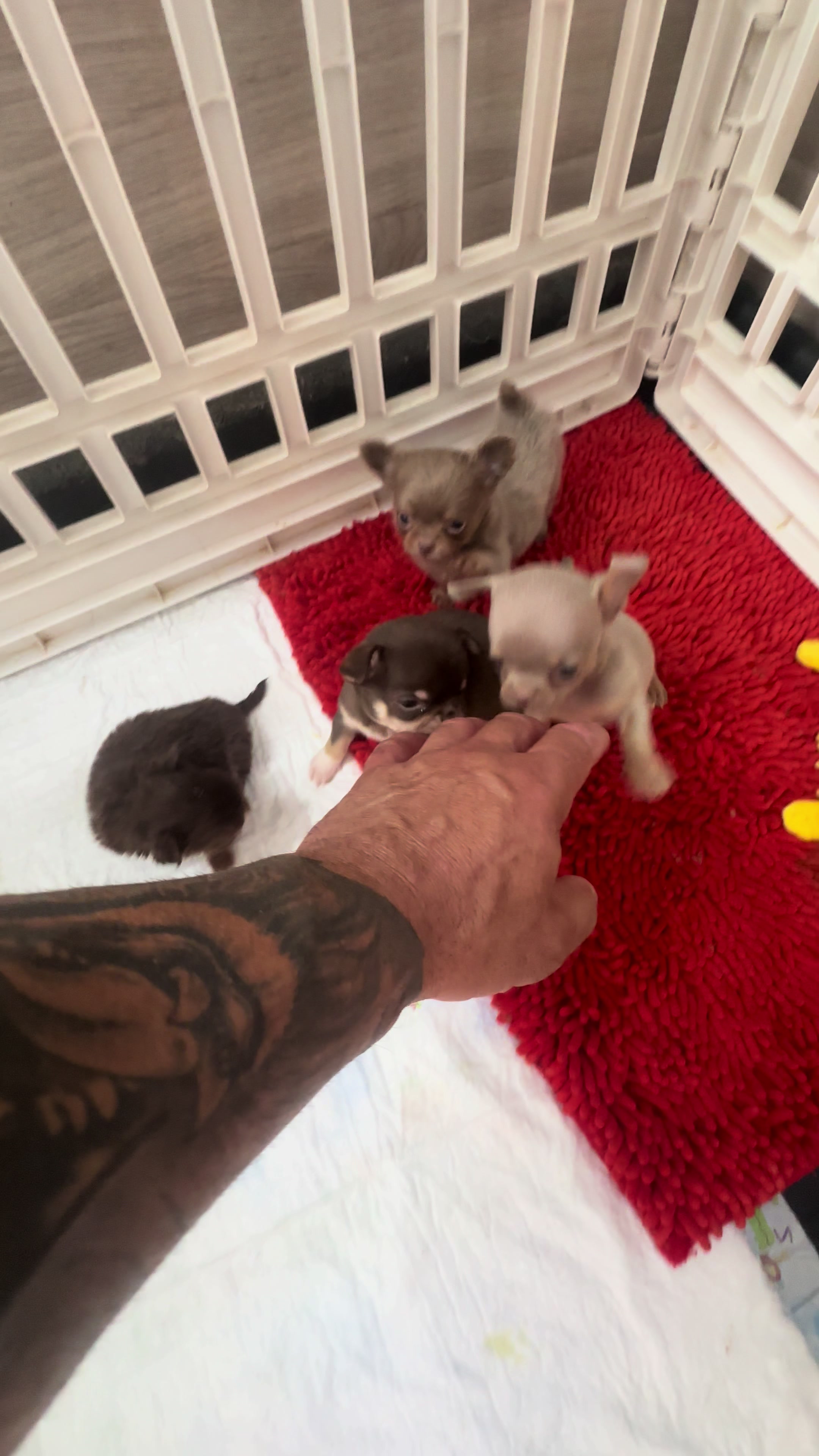 @Mascotas ,cachorritos bonitos