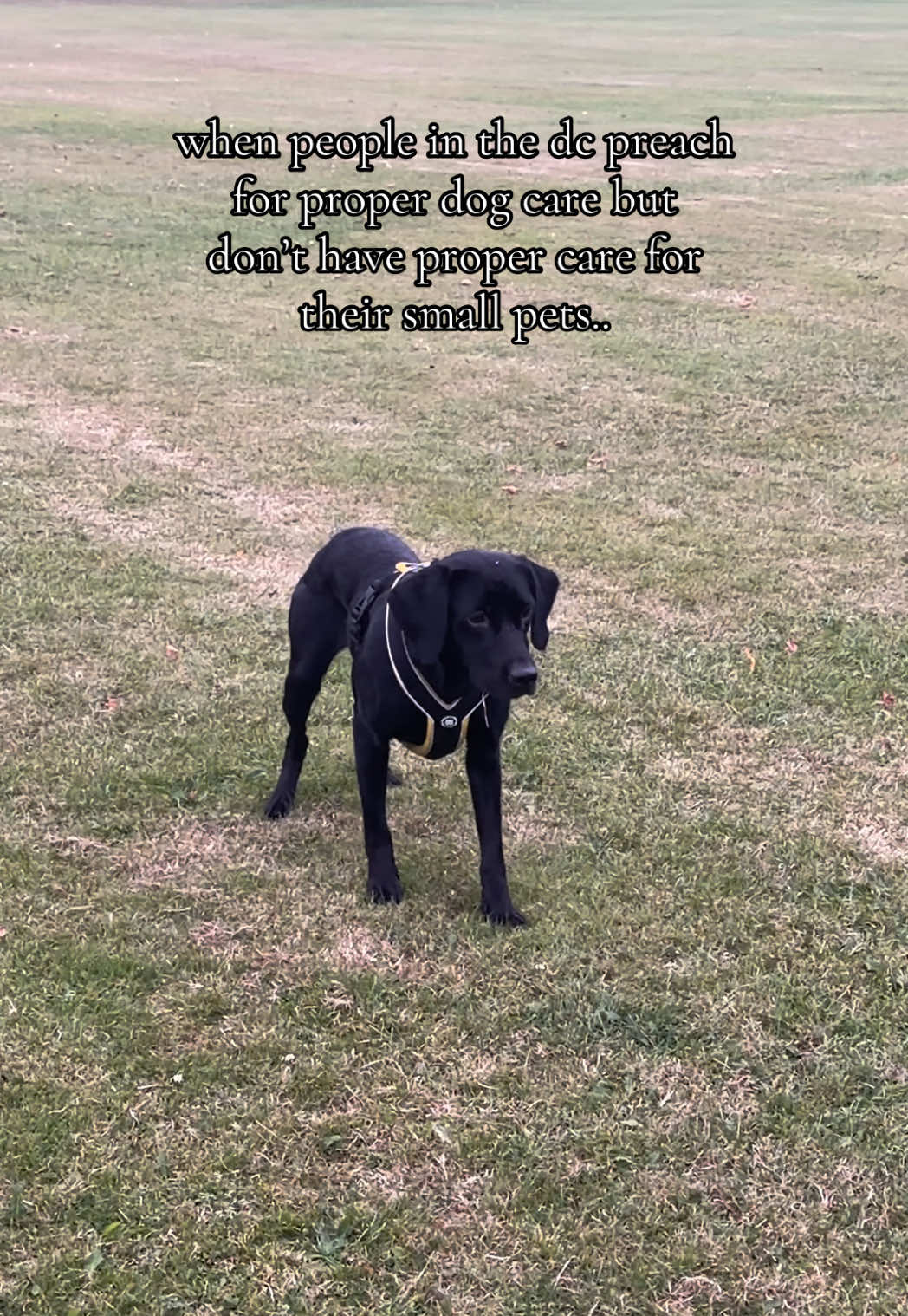 @themworkingdogs🏴