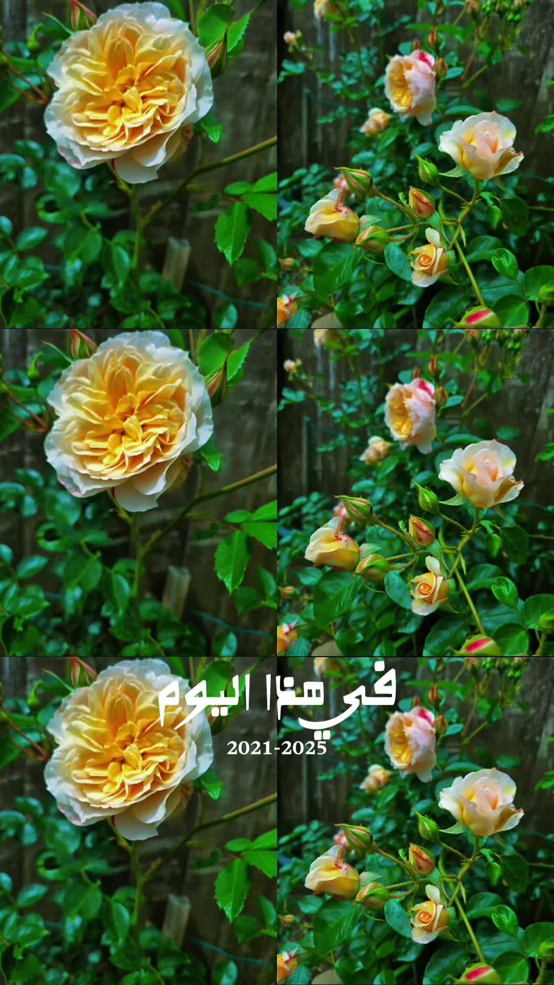 @🤍OLA OMAR 🤍