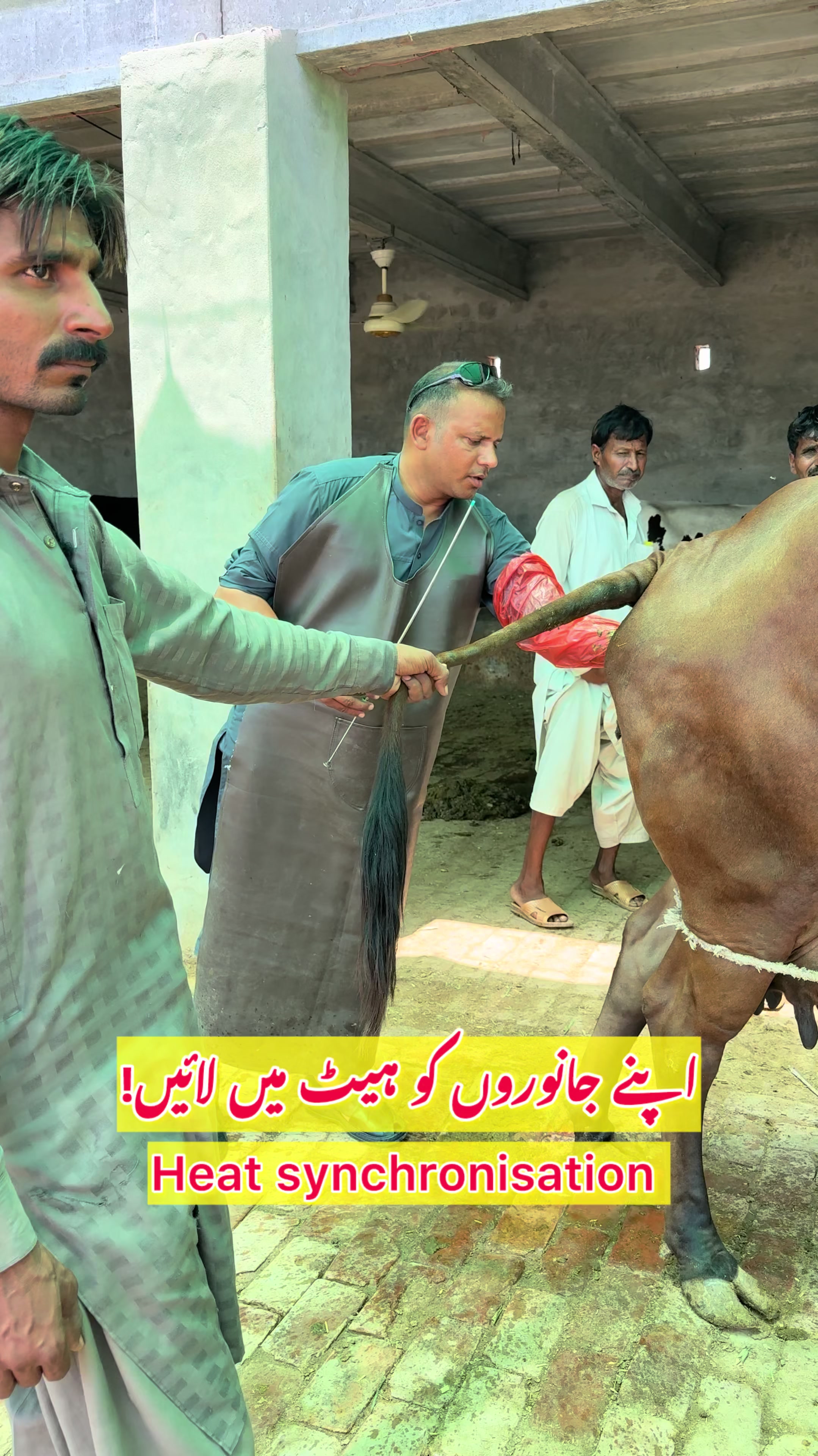 @vet.dr.mohsin4800