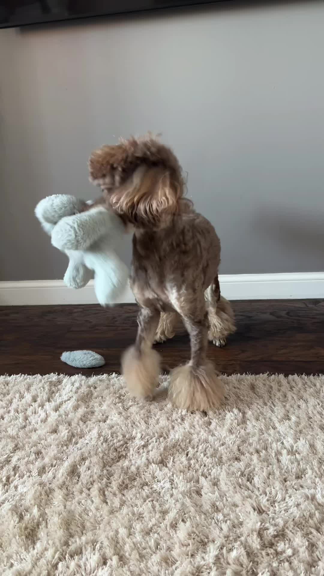 @Rio