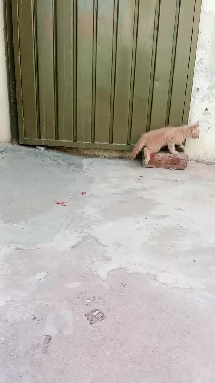 @cutecatlover8172
