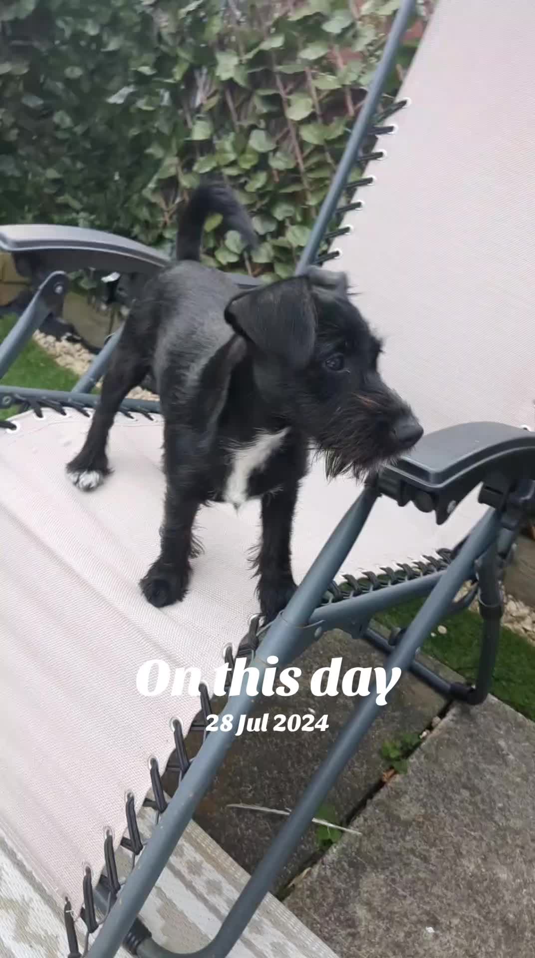 @Darcie the Jackapoo