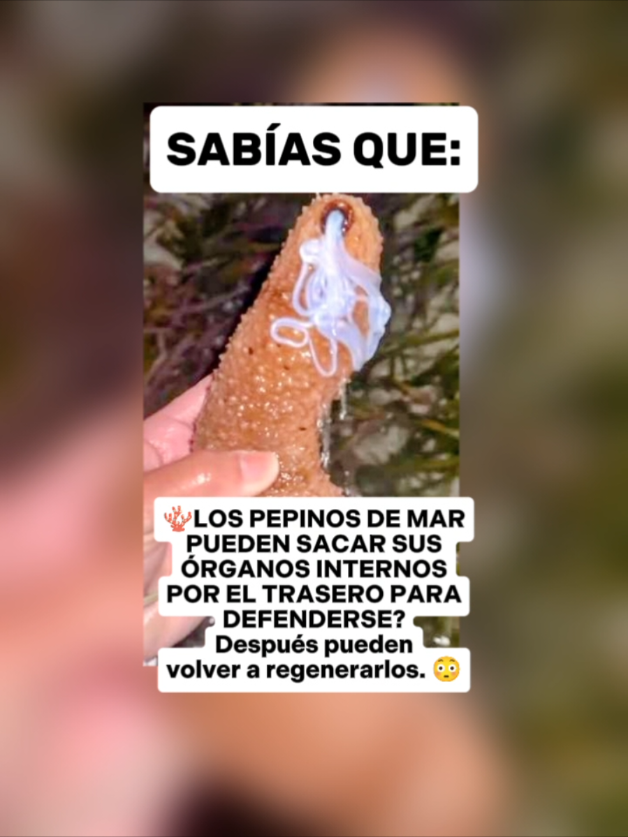 @CLUB DE ANIMALES