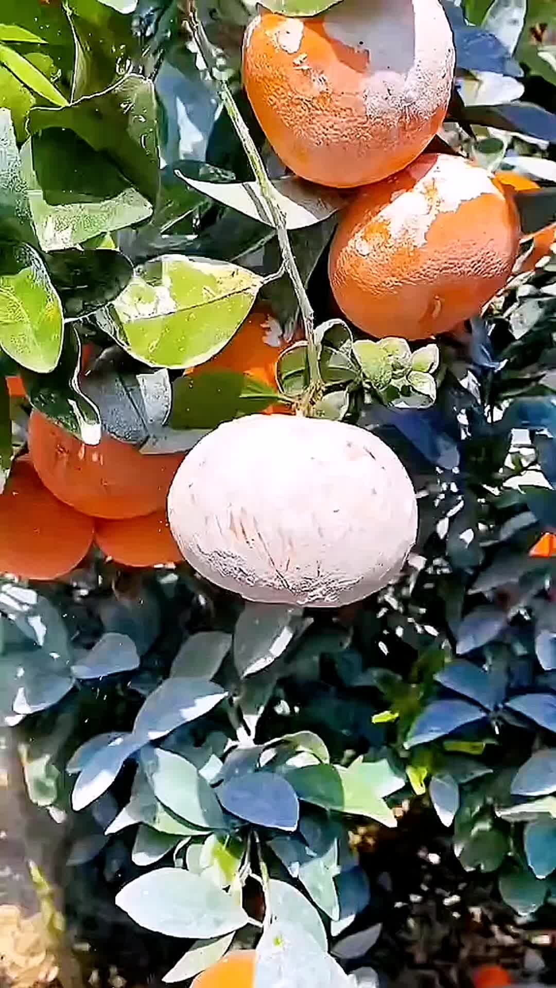 @SatisfyCut