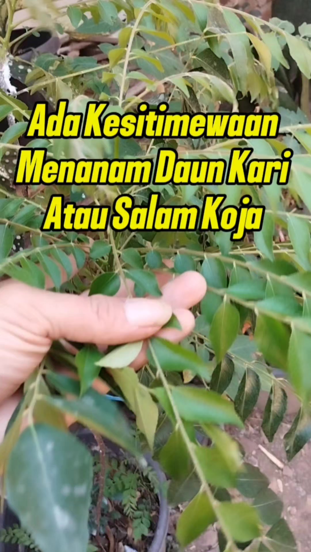@Bukit Farming