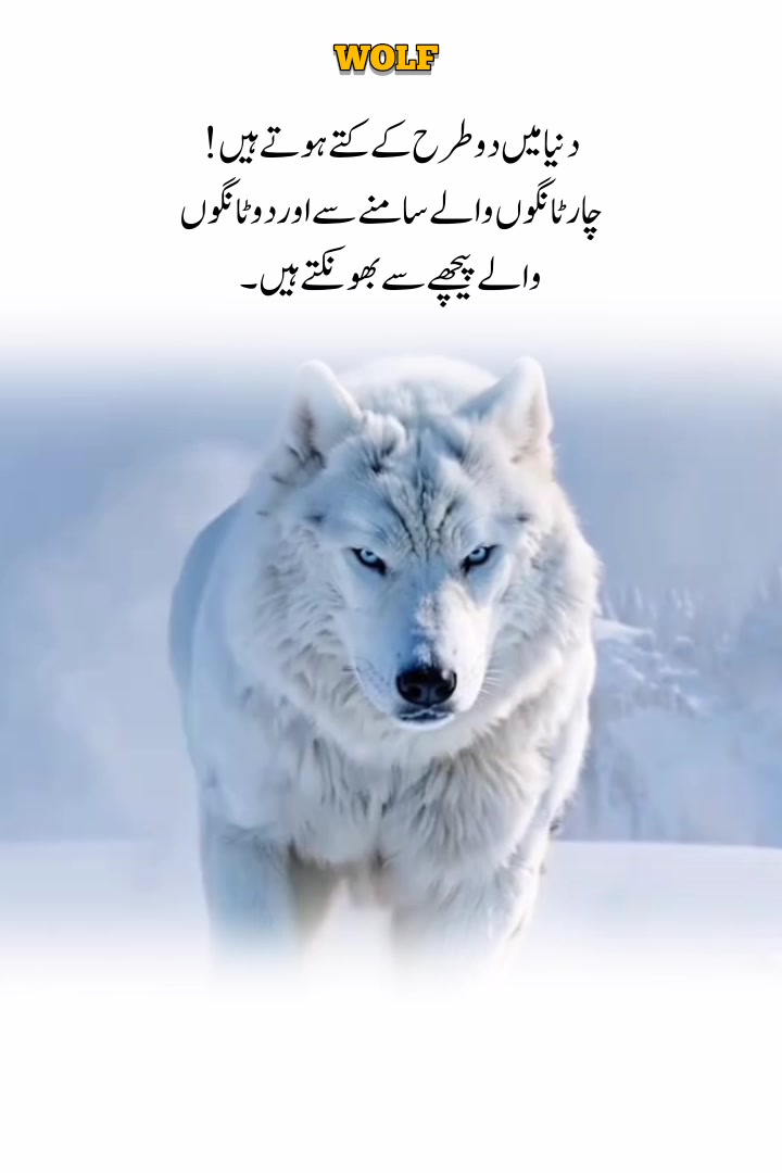 @Wolf ๐บ
