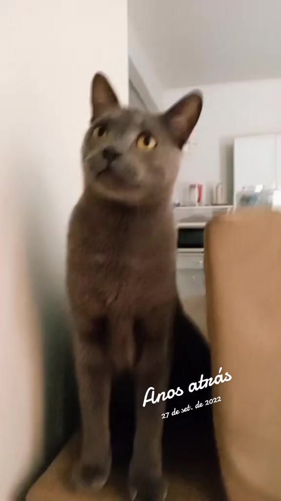 @O GATO ZEZÉ
