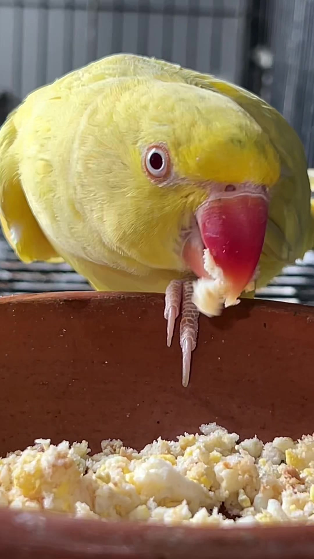 @Zozi Aviary