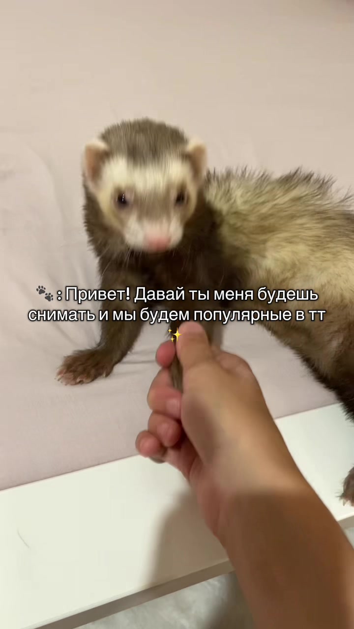 @F_u_r_e_t🐾✨🤍