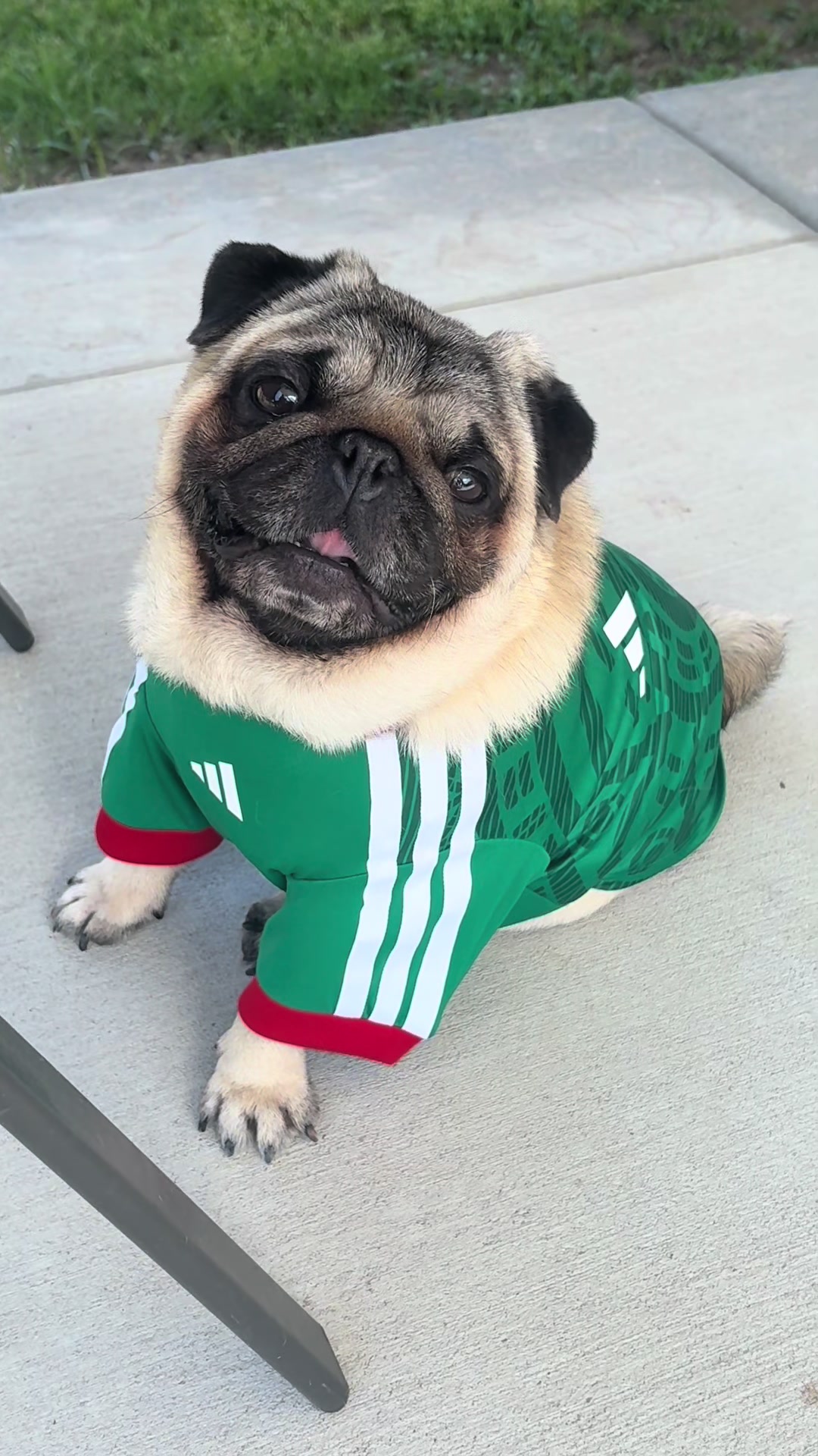 @Rocki the Pug 🐶
