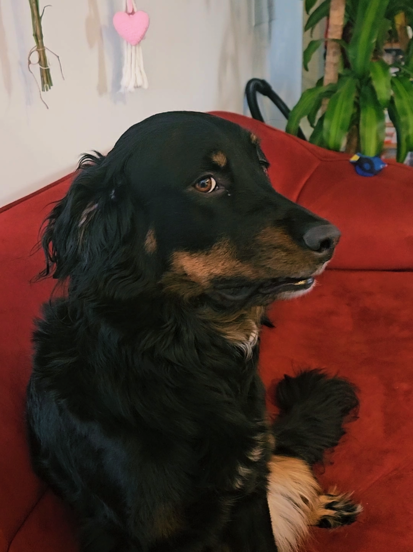 @Toostie the dog 🐶