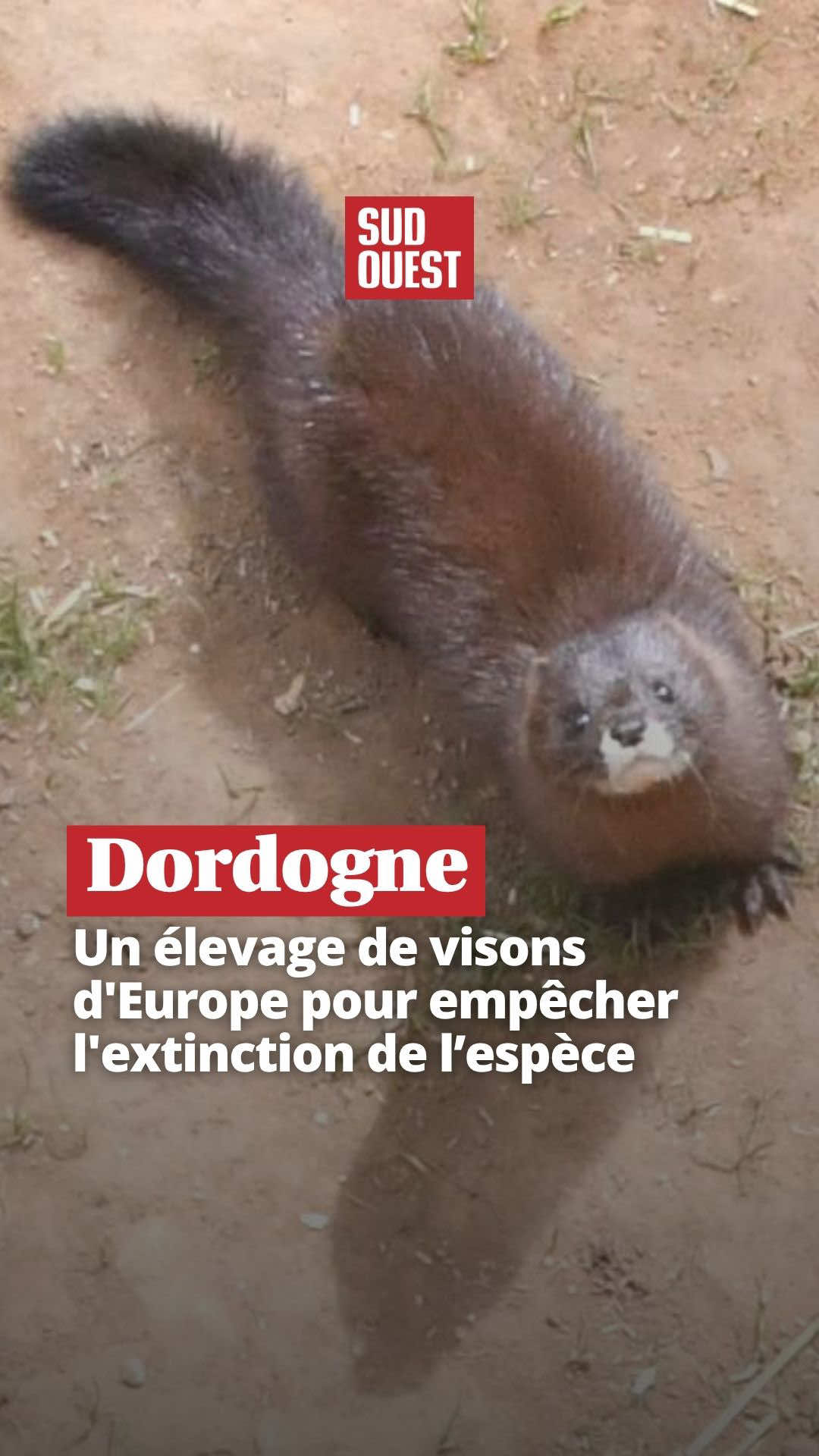 @Sud Ouest