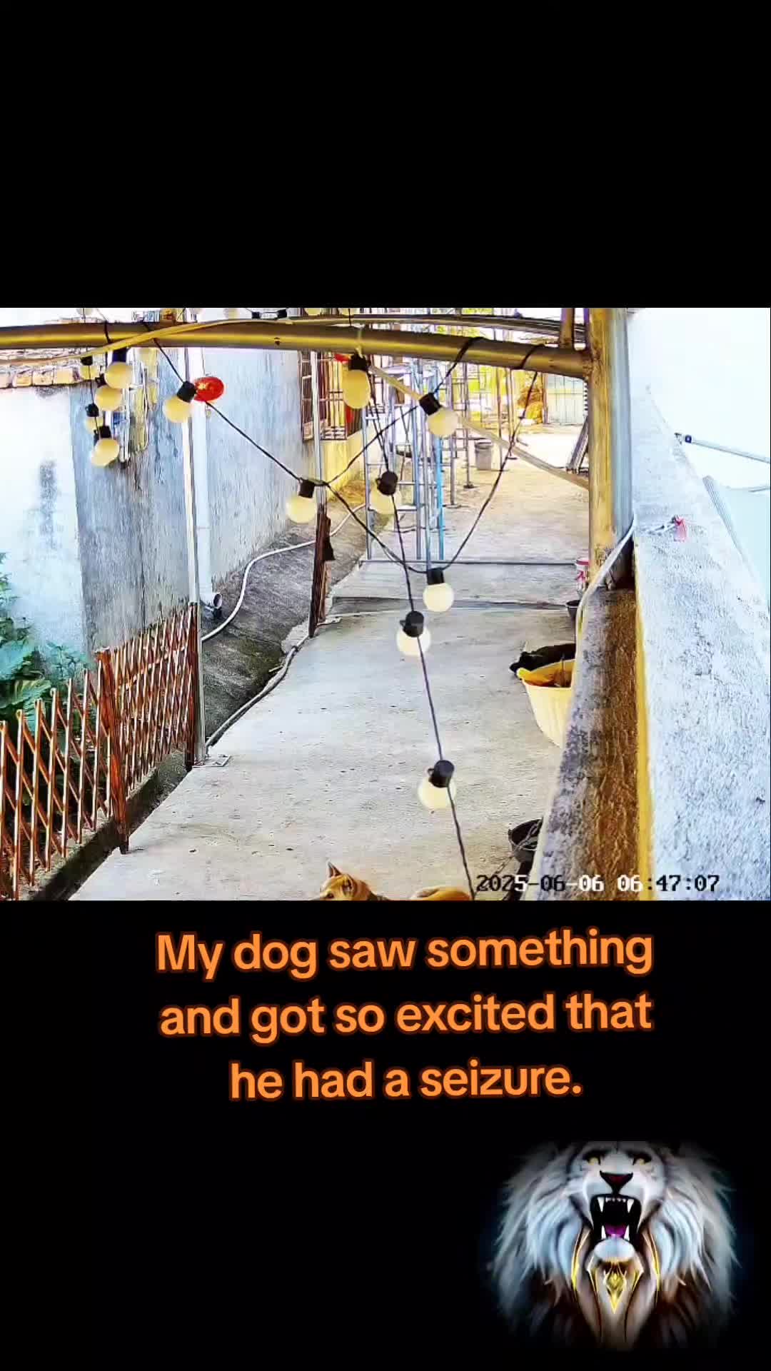 @videos animals funny