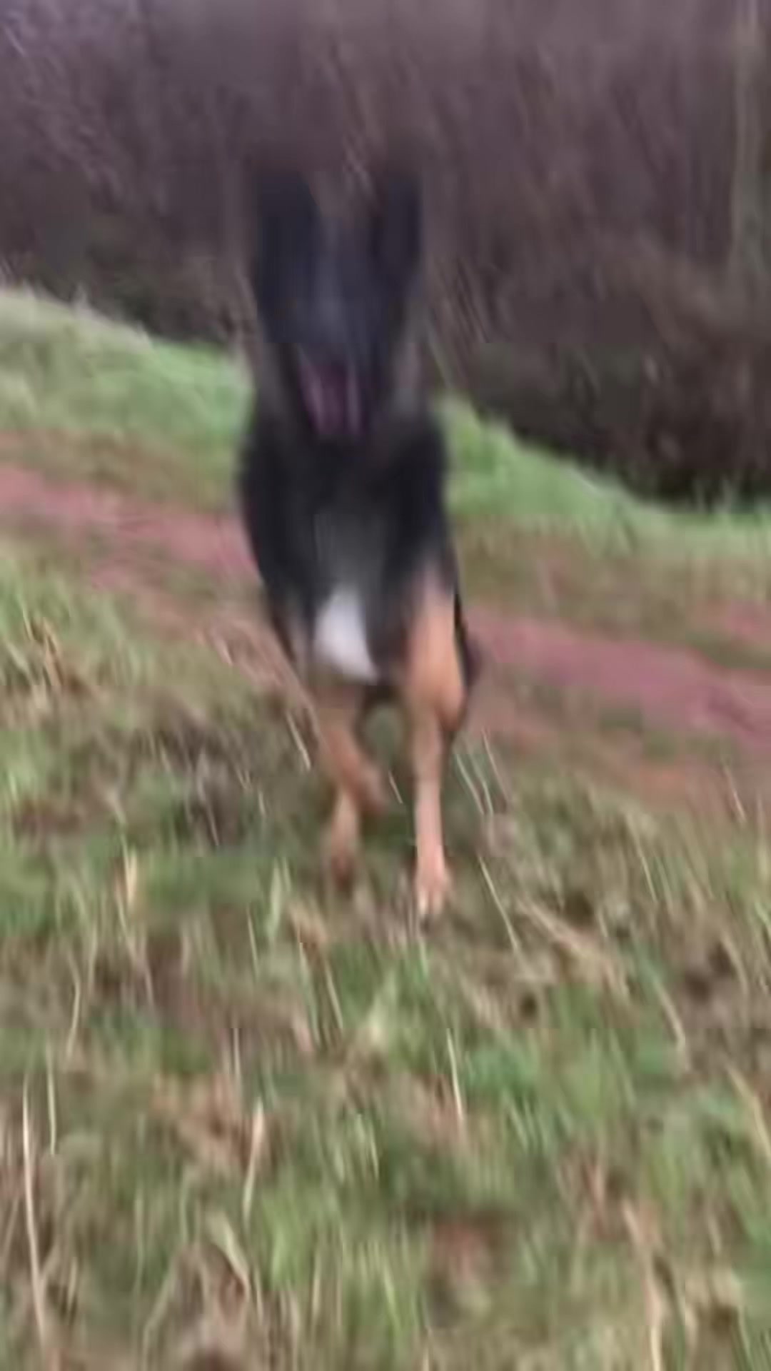 @🐶West Country K9s🐶