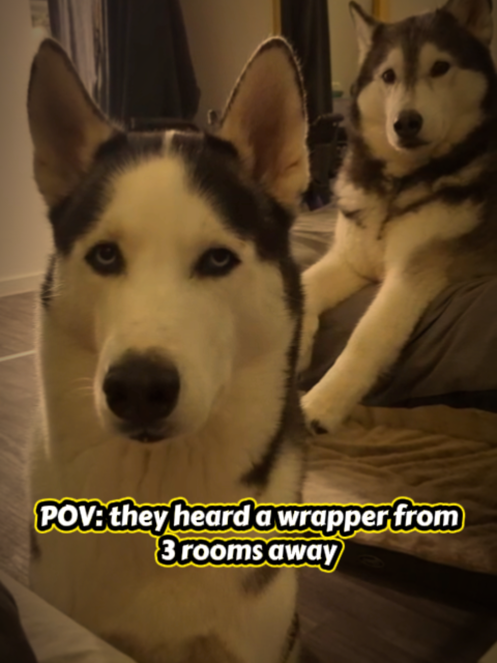 @Freya & Kuma