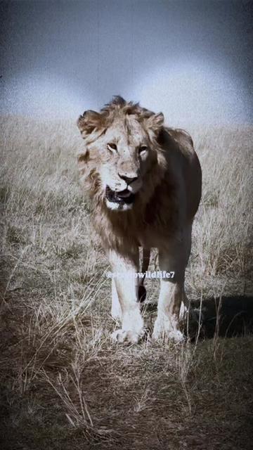 @Guzzicar🦁