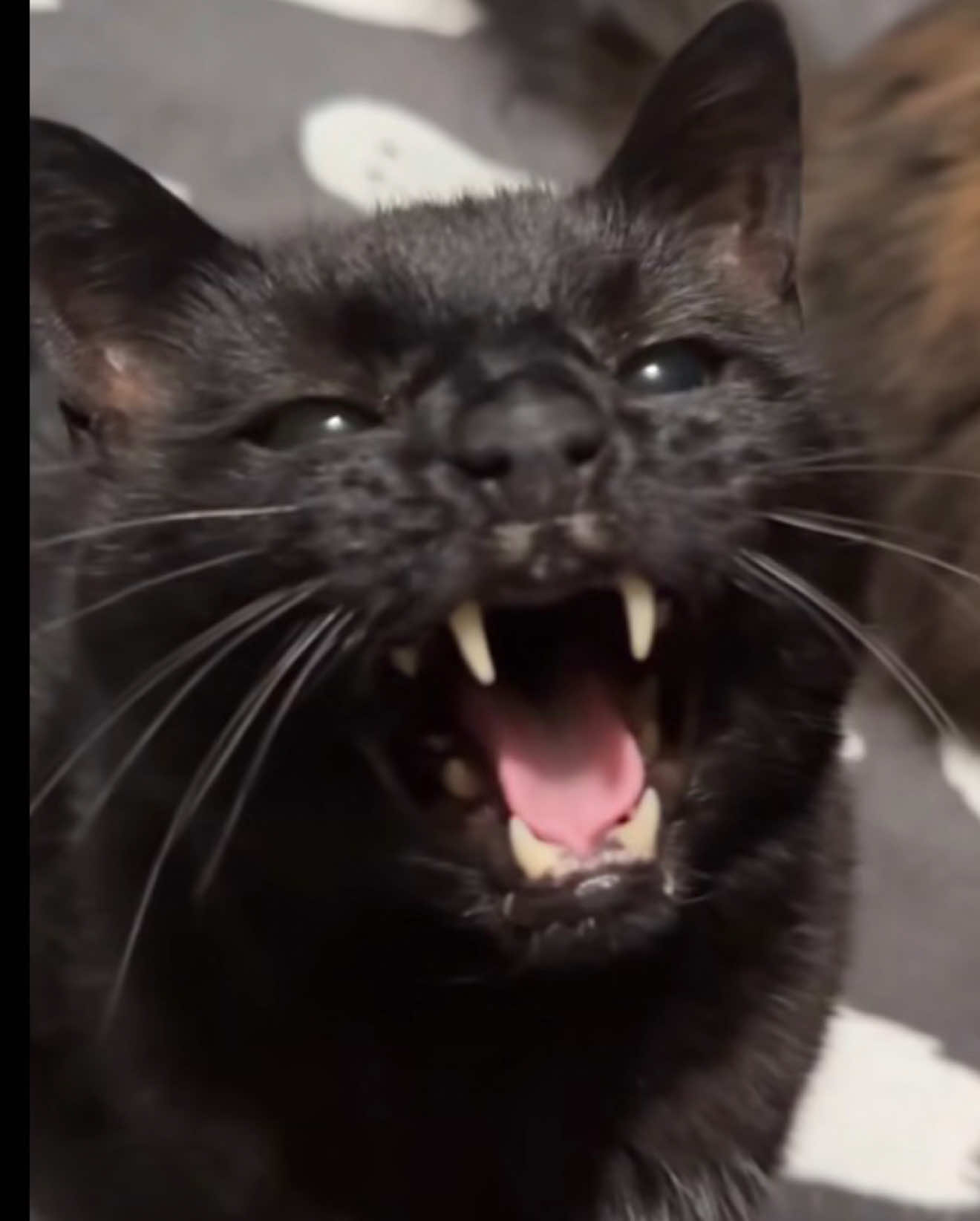 @Teefie_tribe 🐈⬛🐈⬛🐈🦷🦷