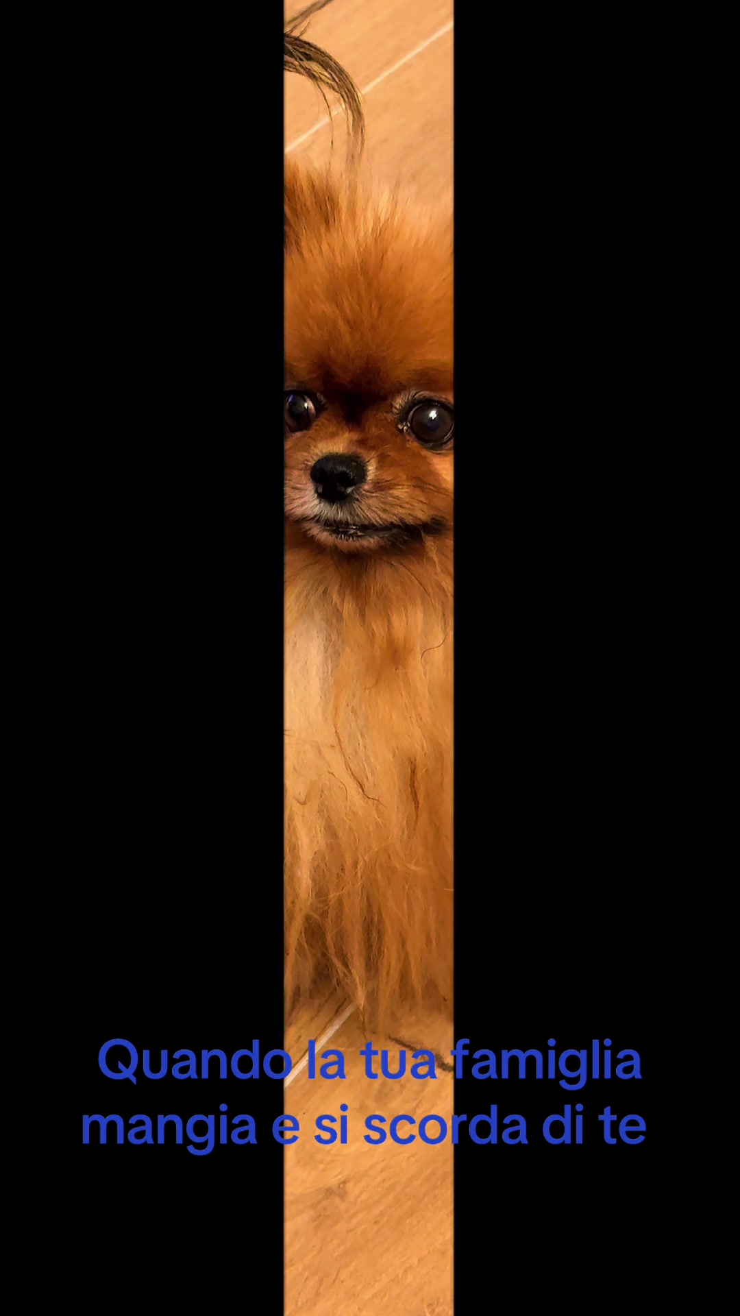 @Flamy Pomerania