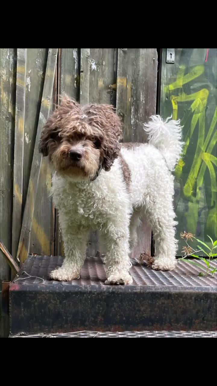@🐾✨️mhdogs✨️🐾🇸🇪