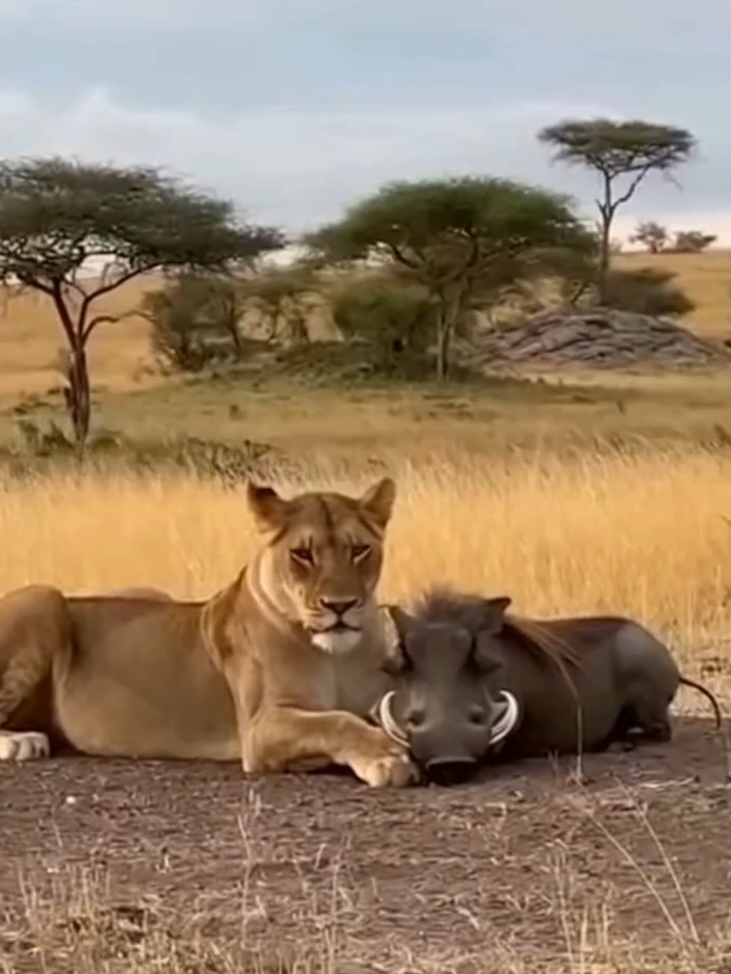 @Pride of the Wild