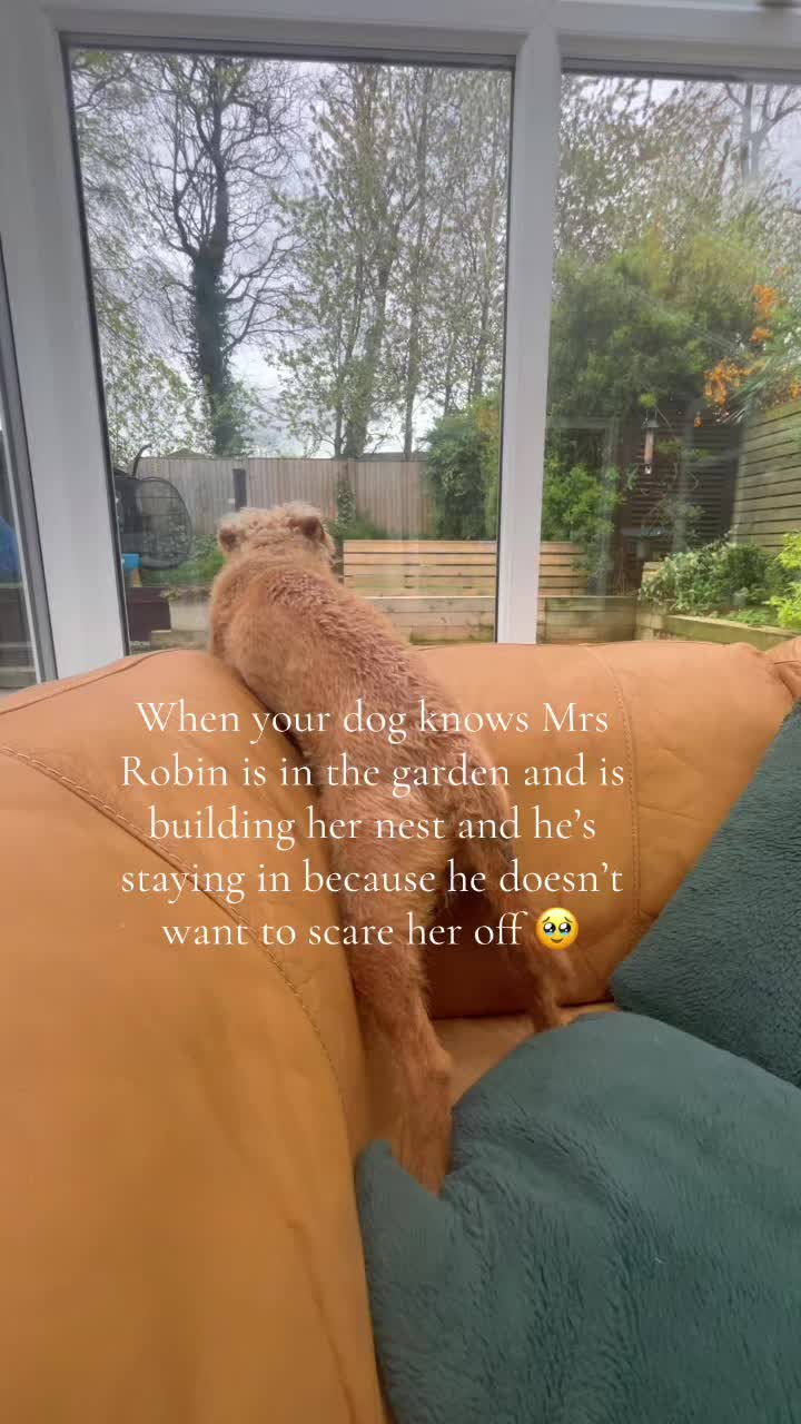 @👩🏻🦳❤️🐕
