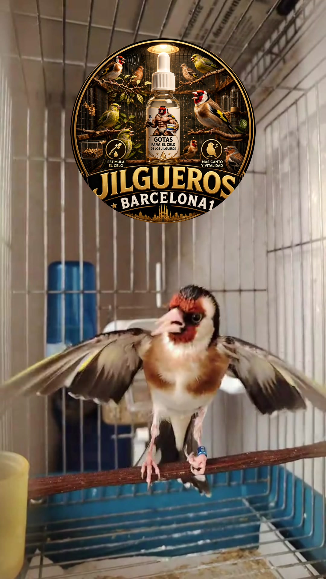 @Jilgueros_barcelona1