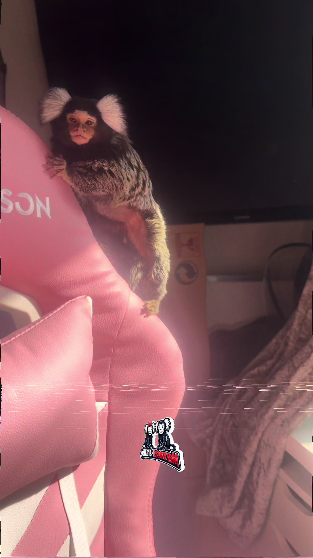 @ᴍᴀʀᴍᴏꜱᴇᴛ ᴘᴀʀᴀᴅɪꜱᴇ 🇬🇧🐒