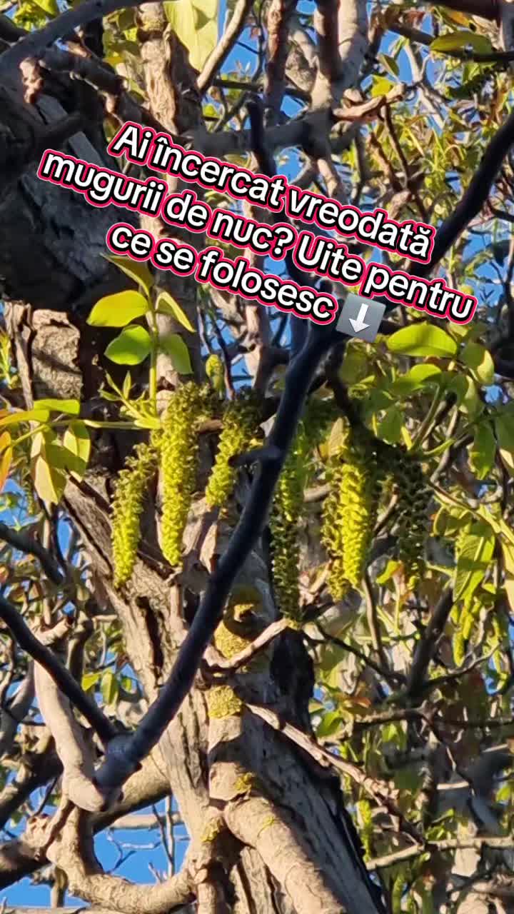 @🍎Din natură & Din tradiție