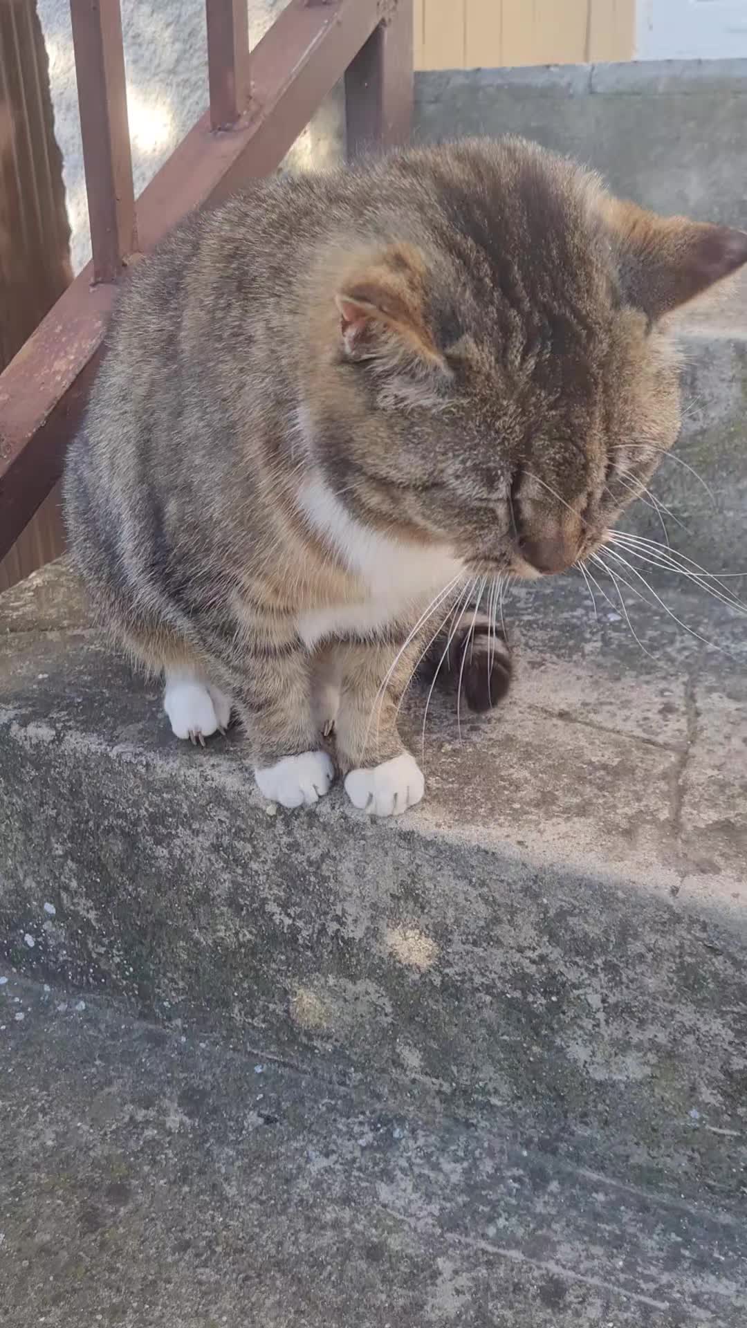 @Cat World