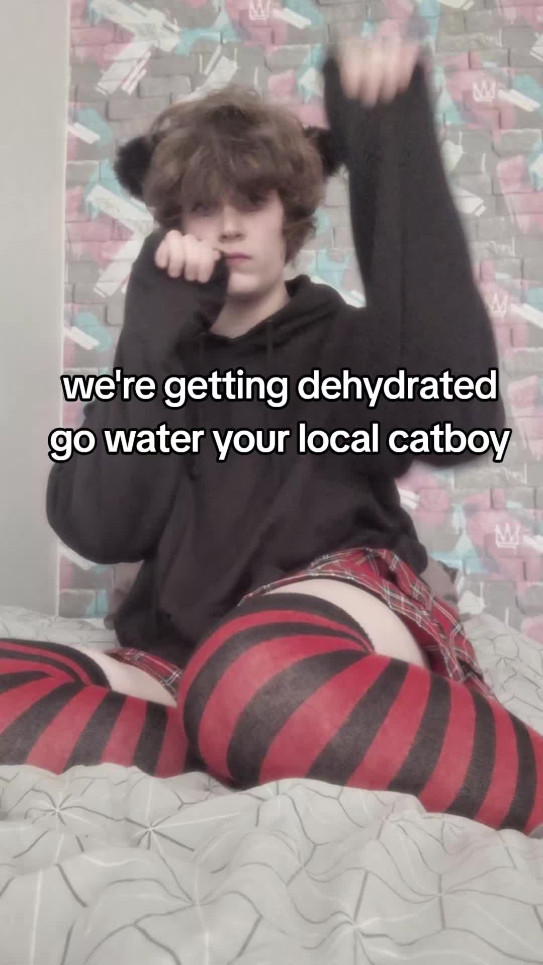 @catboy lilac