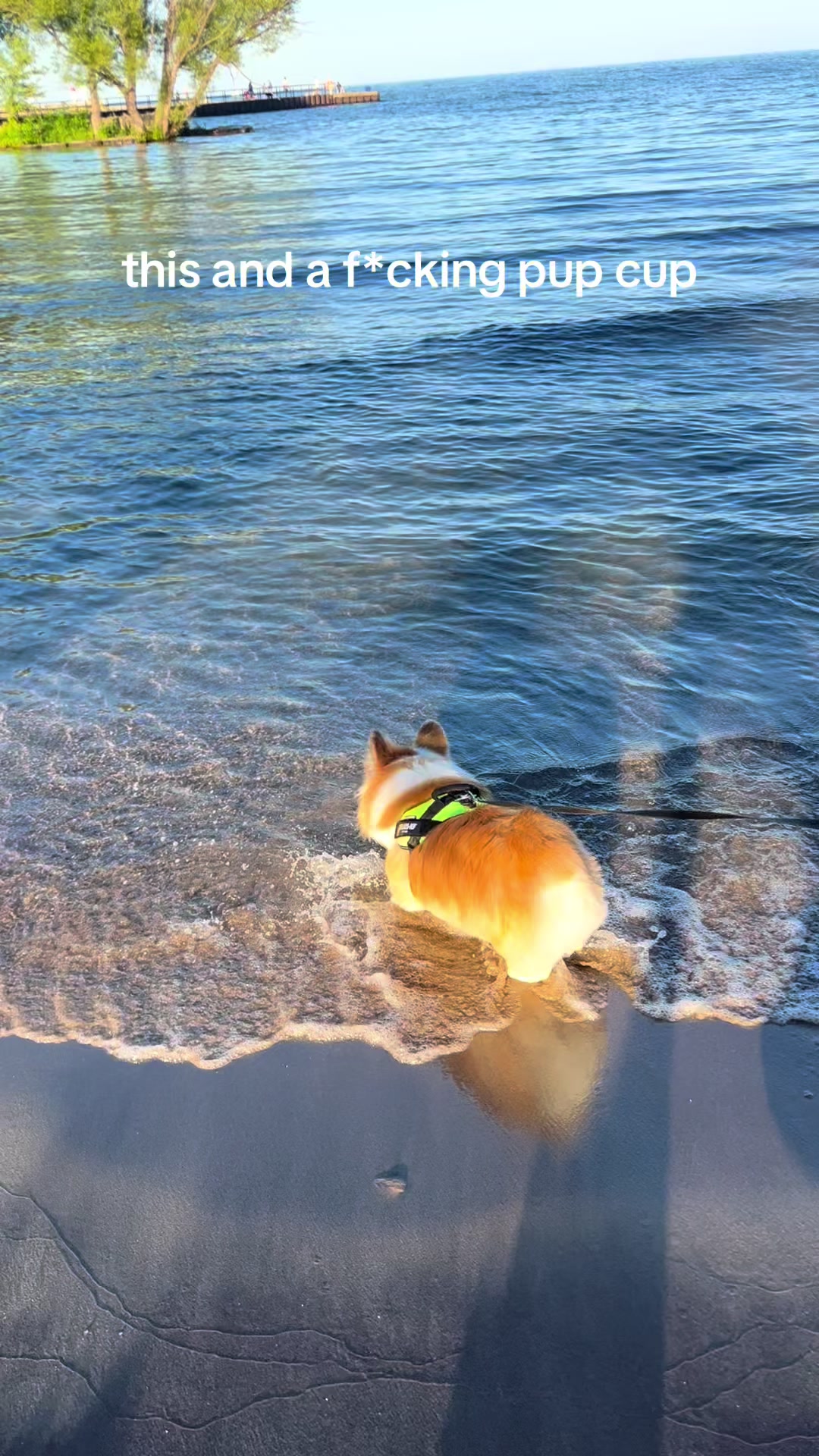 @hudsonthefluffycorgi